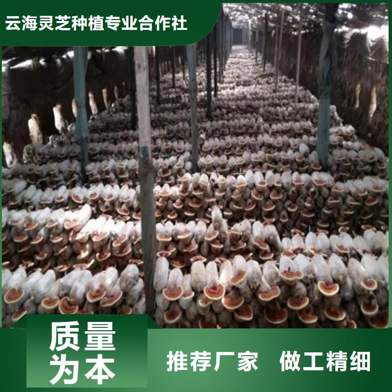 破壁灵芝孢子粉怎么吃好吃