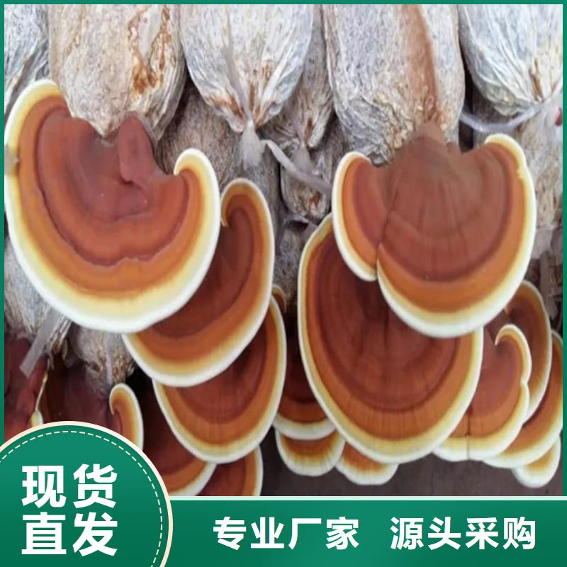 灵芝孢子粉厂家批发