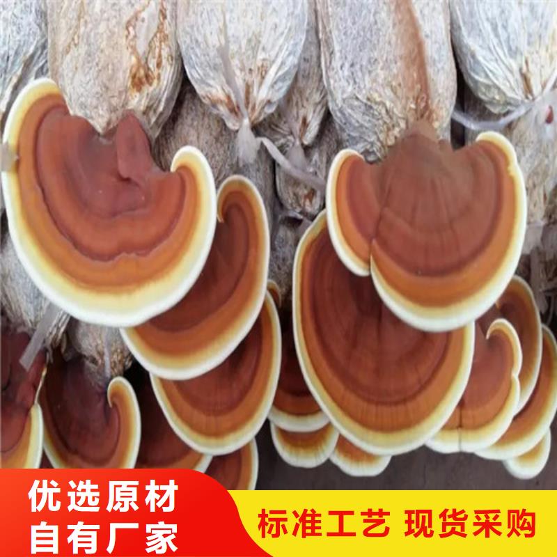灵芝切片优享品质