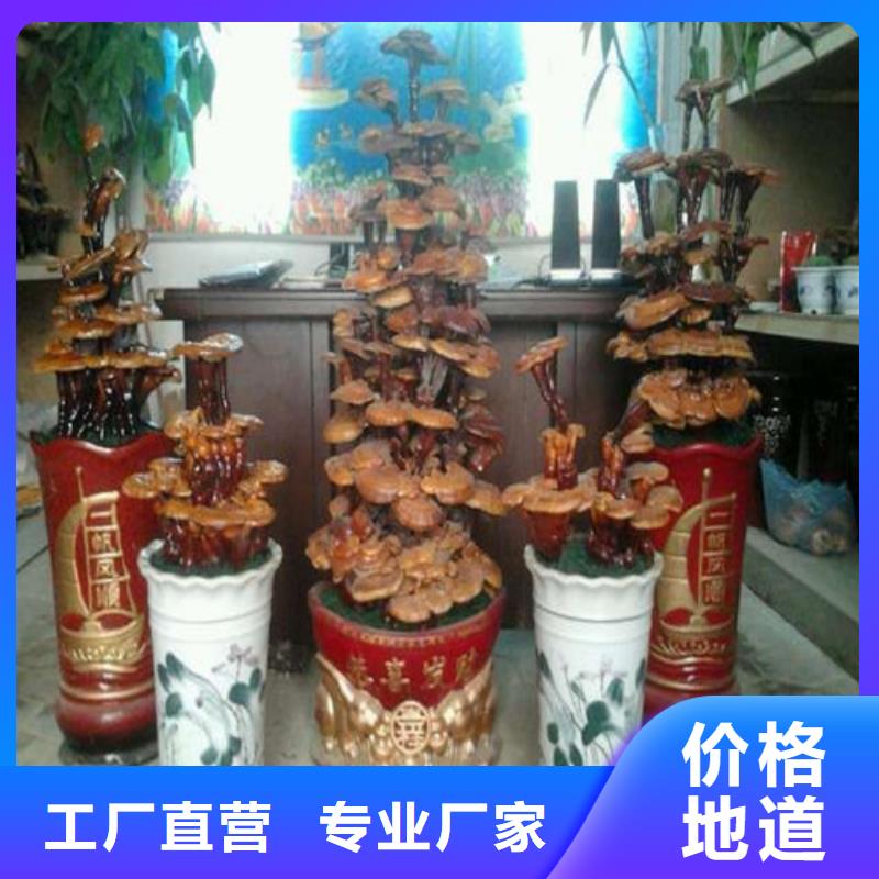 灵芝粉自产自销