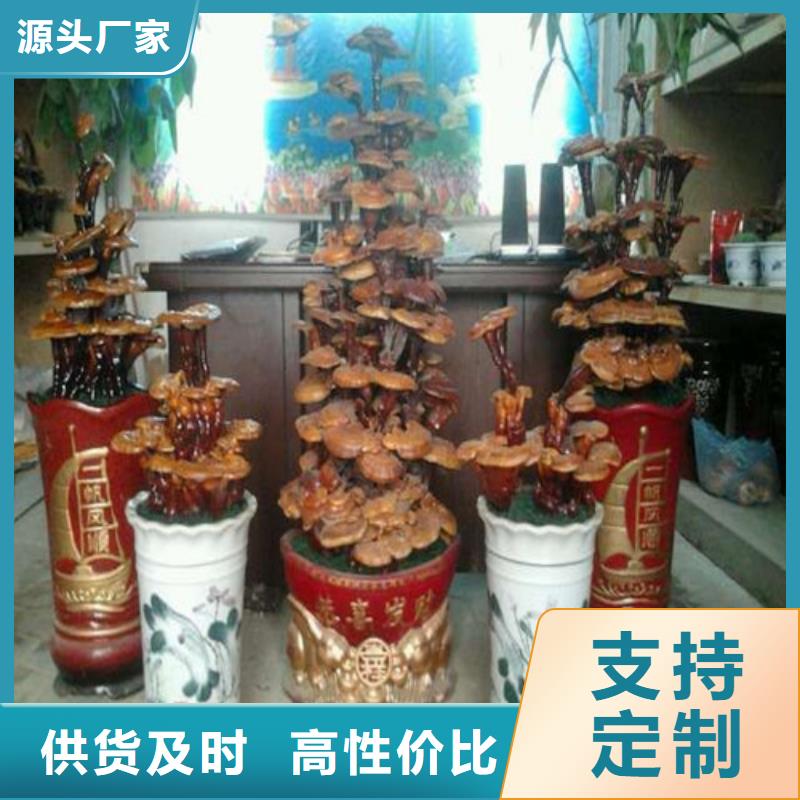 破壁灵芝孢子粉厂家价格