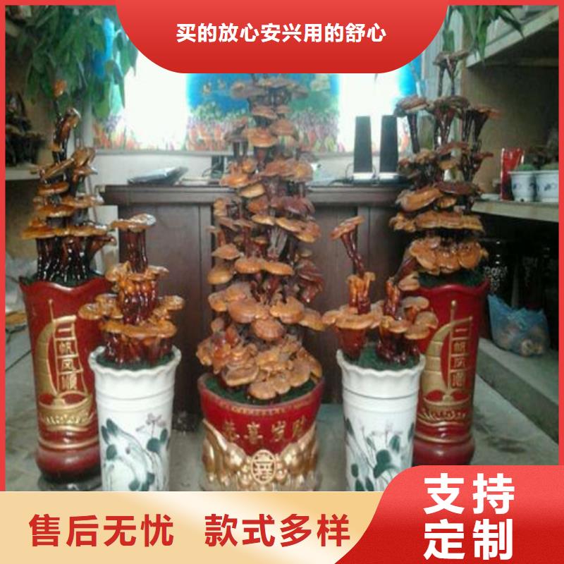 灵芝粉厂家供应