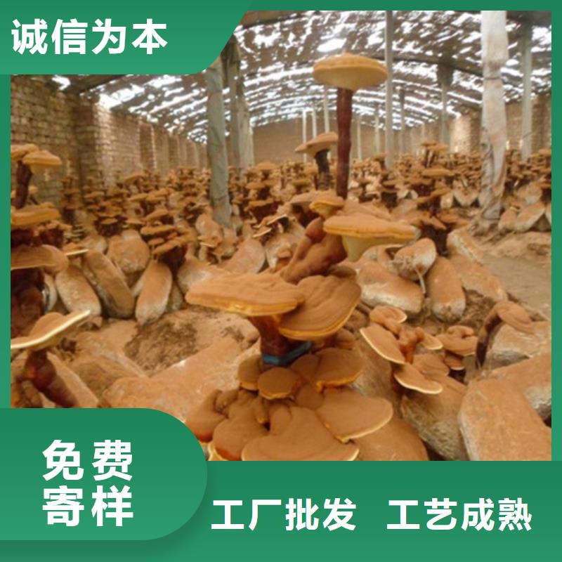灵芝孢子粉量少也做