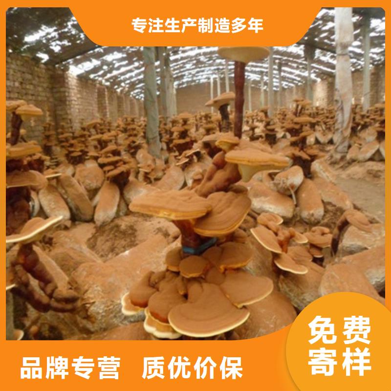 灵芝是什么