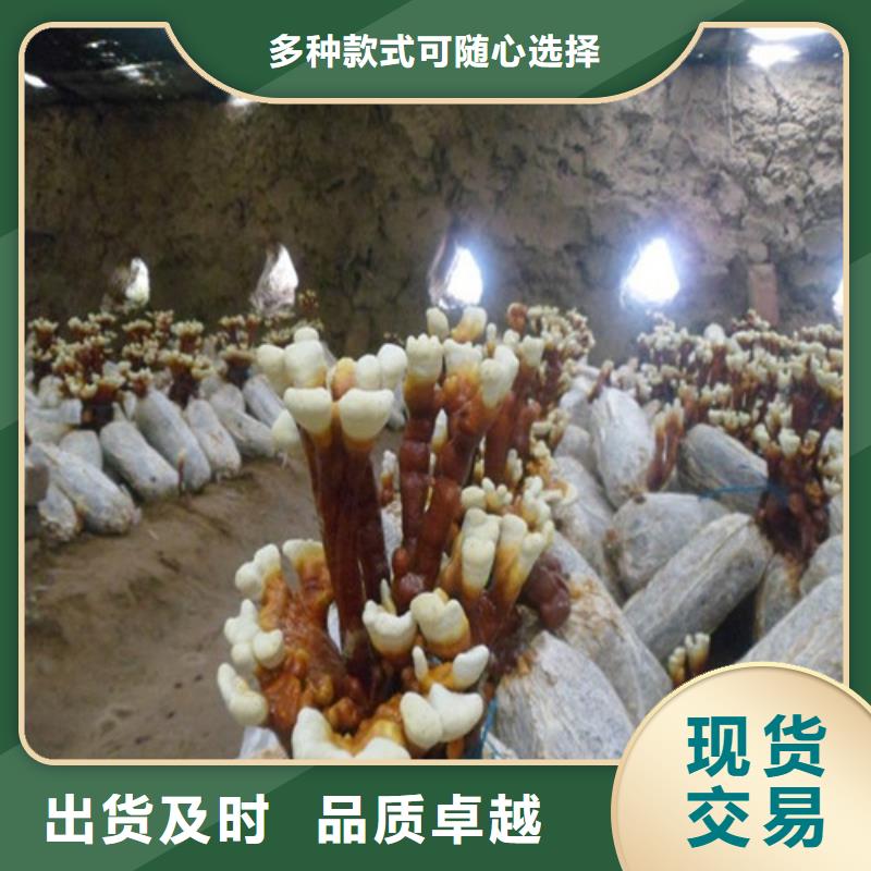 灵芝菌种在线咨询