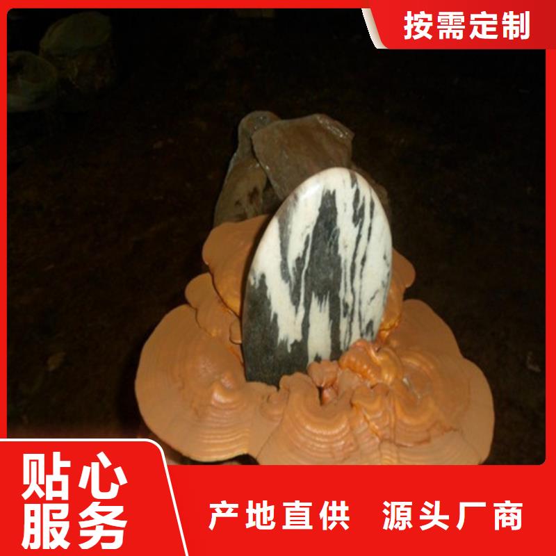 #干灵芝#-专业厂家