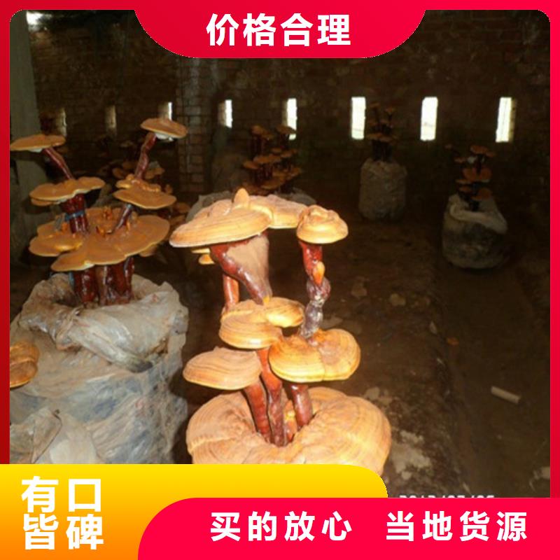 破壁灵芝孢子粉是什么味道