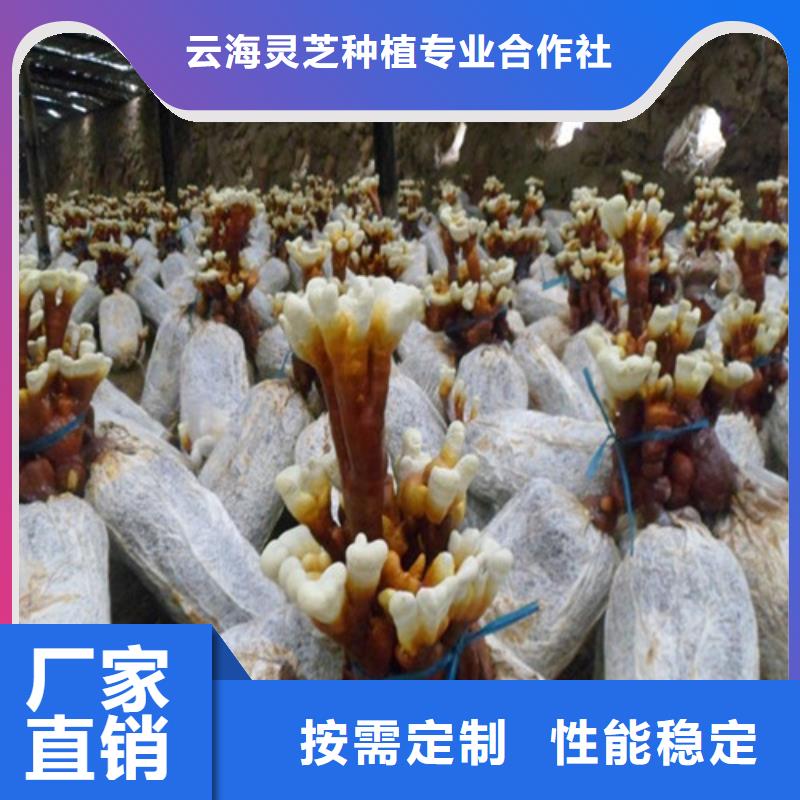 灵芝孢子粉加工