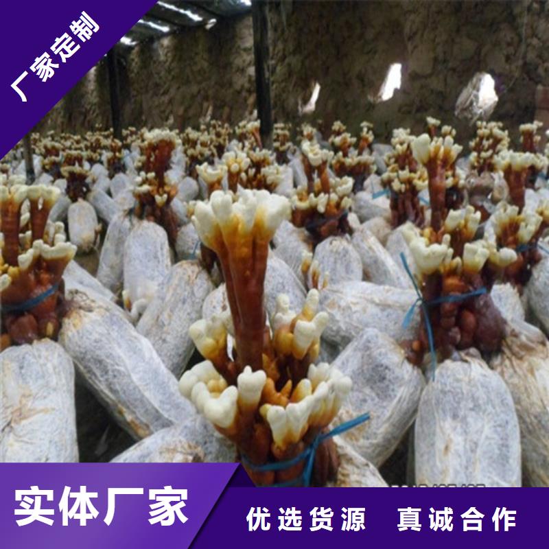 灵芝孢子粉什么价格