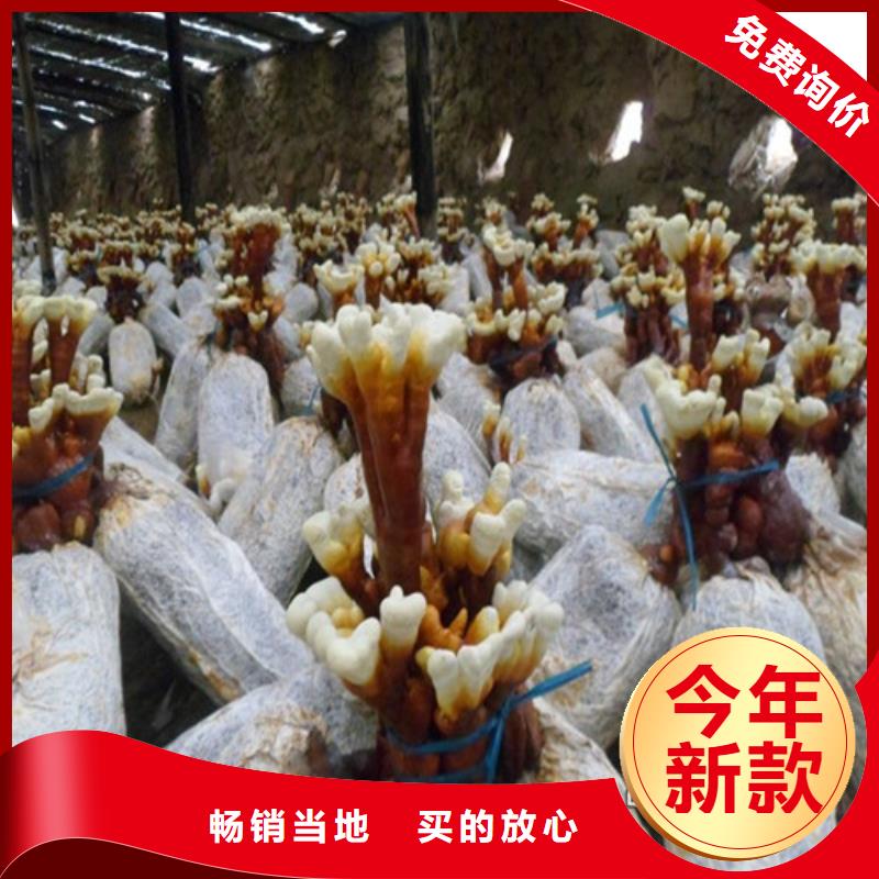 灵芝切片厂家