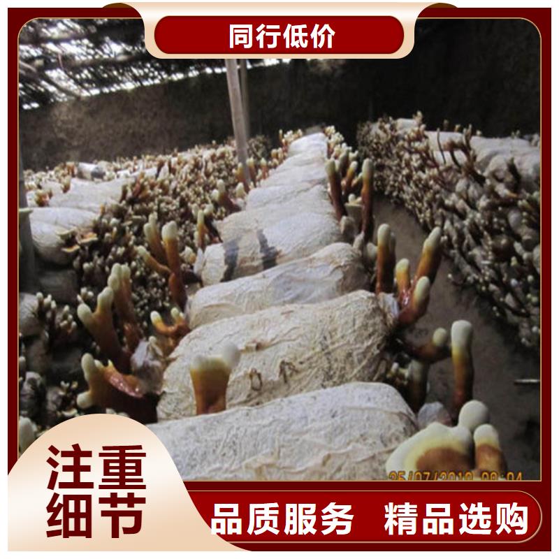 灵芝孢子粉,有机孢子粉多种规格可选