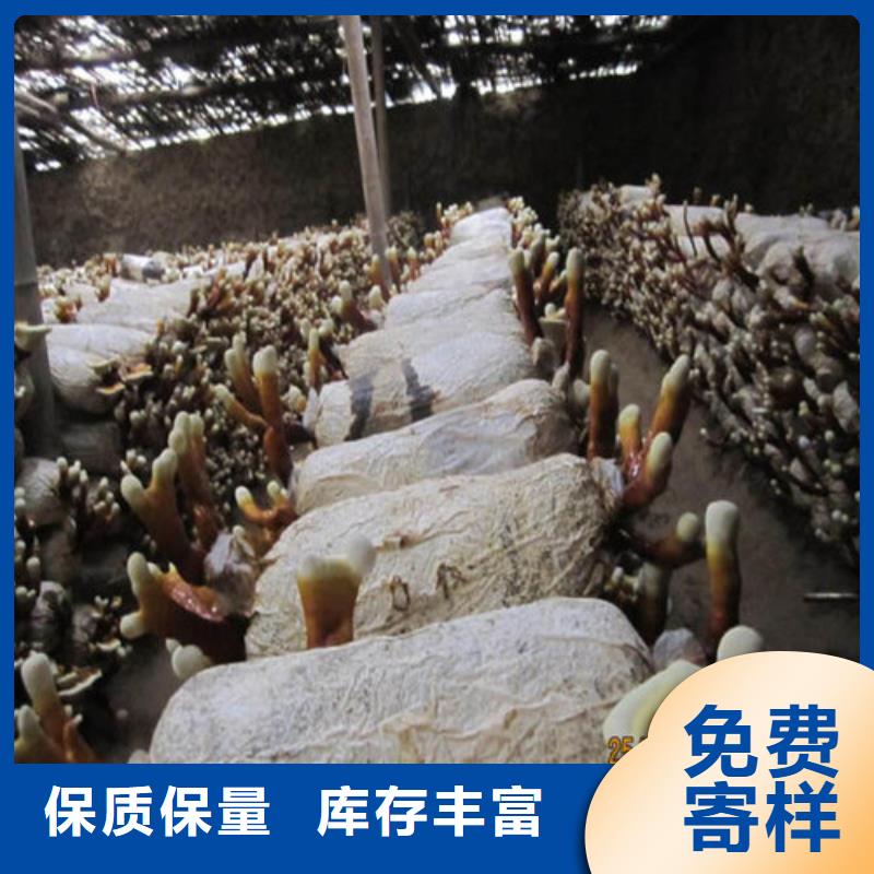 破壁灵芝孢子粉优享品质