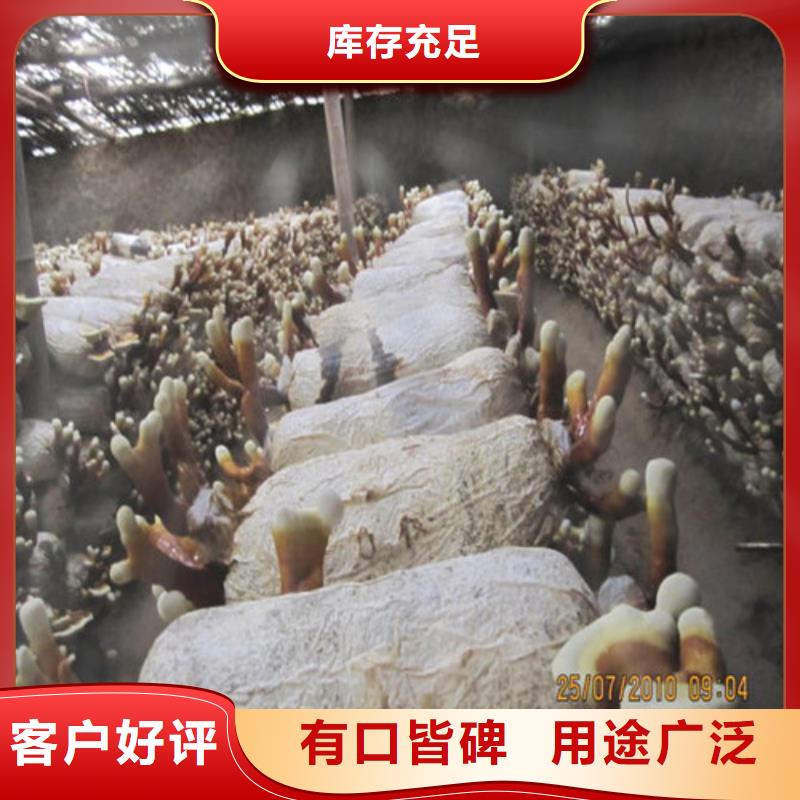 灵芝菌种怎么卖
