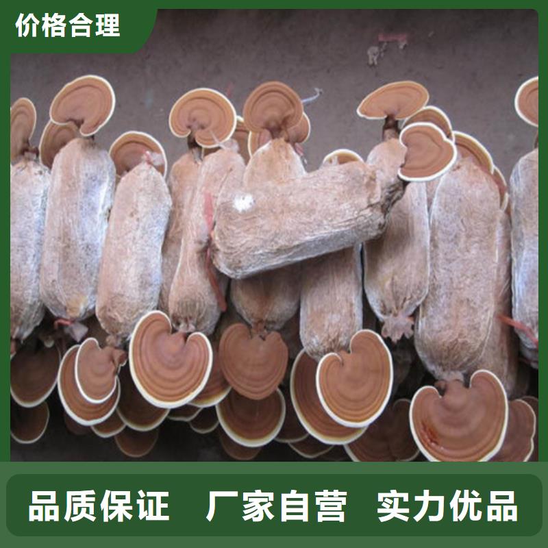 灵芝好品质查看详情