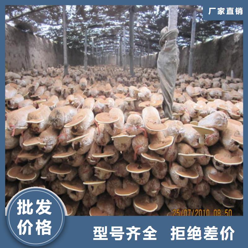 灵芝切片哪里有卖