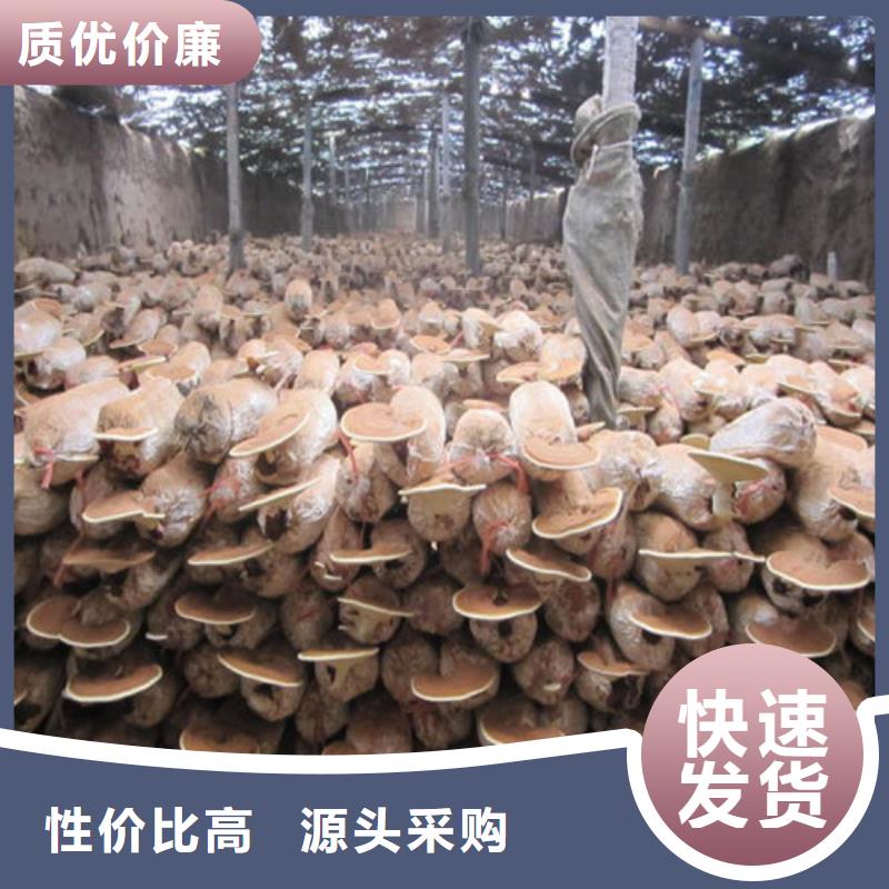 灵芝的吃法