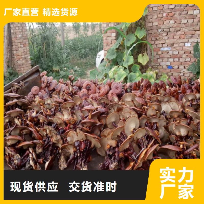 灵芝切片怎么吃