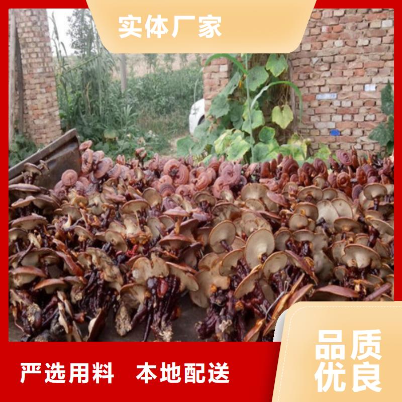 灵芝切片多少钱