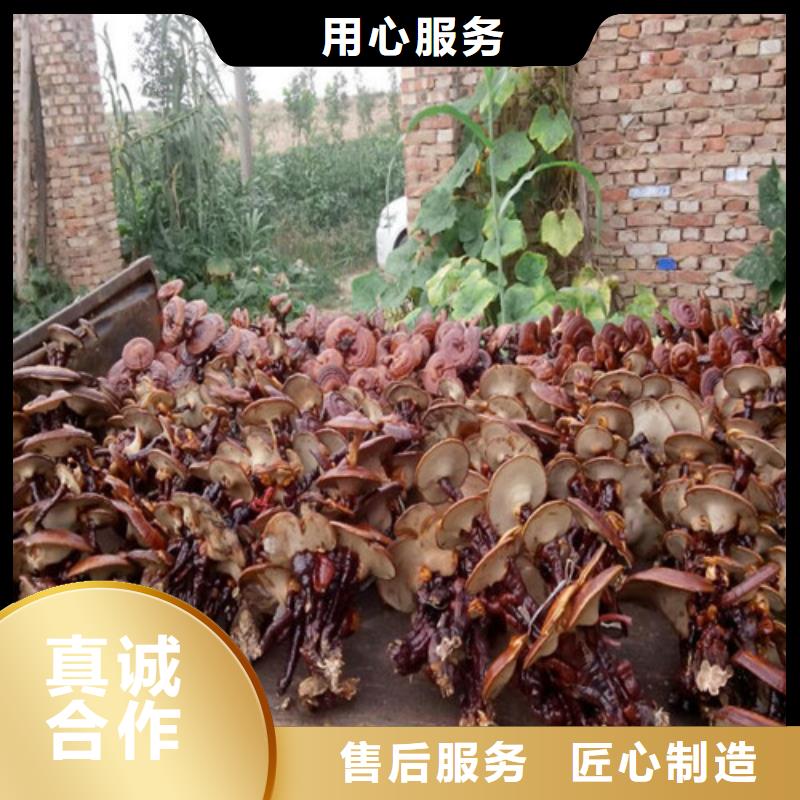 灵芝孢子粉价格实惠