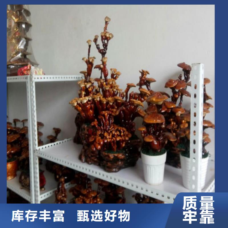 灵芝粉加工