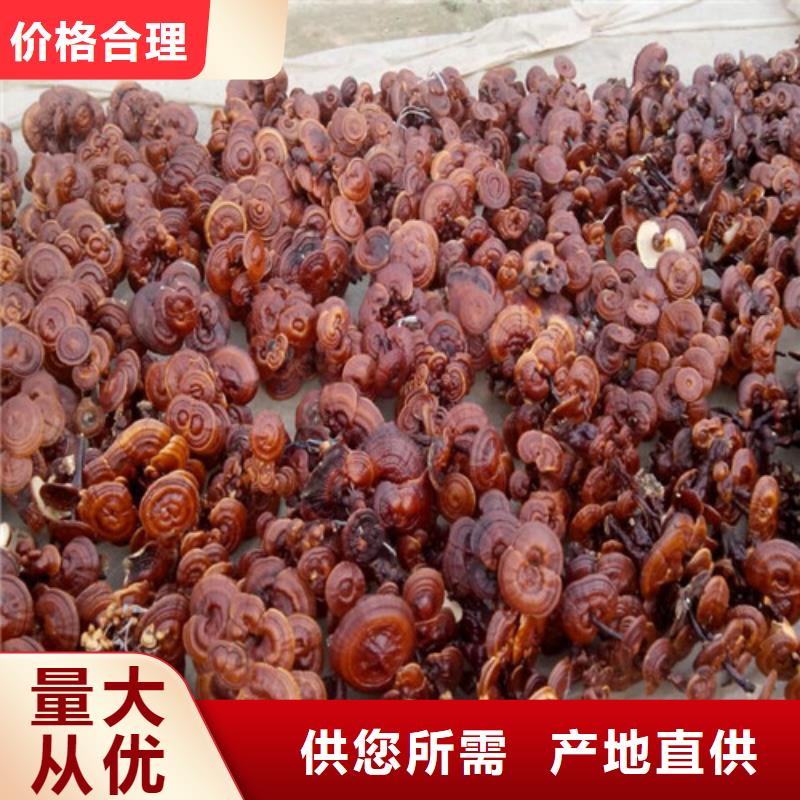 灵芝菌种厂家供应