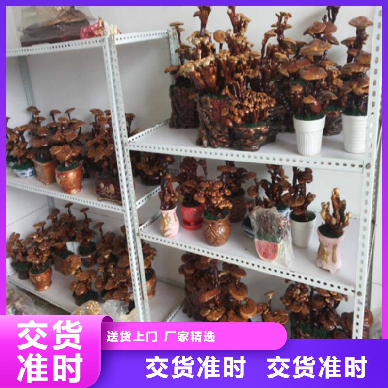 灵芝哪种好