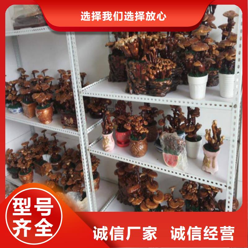 灵芝菌种的吃法