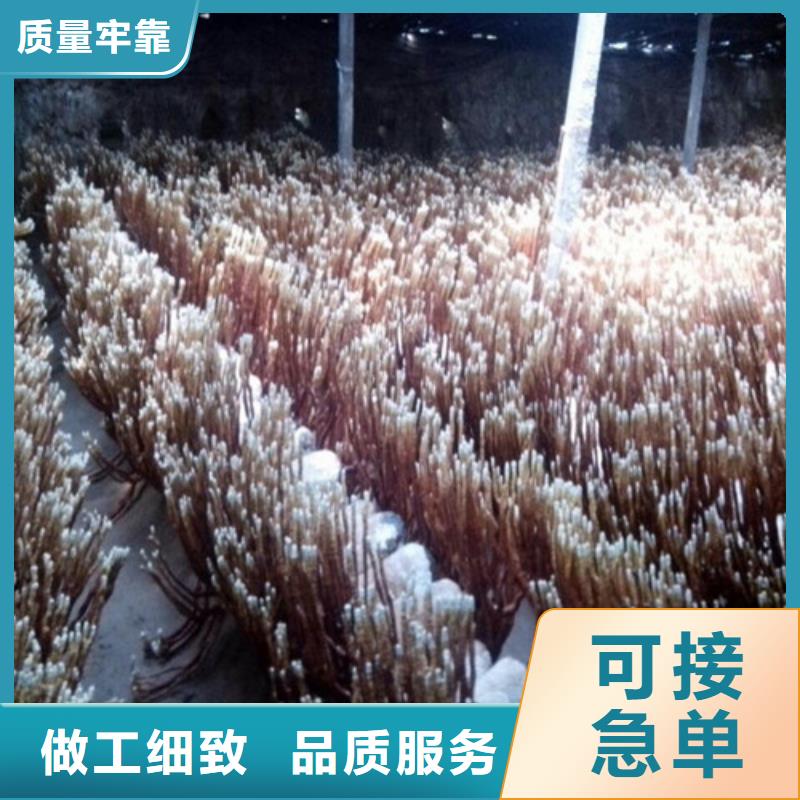 
灵芝孢子粉价格免费咨询