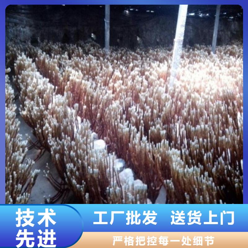 五指山市灵芝孢子粉价格多少钱