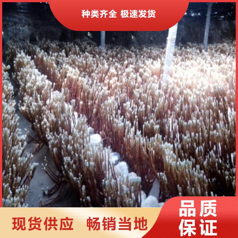灵芝菌种的好处