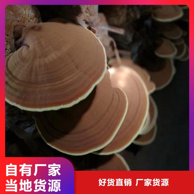灵芝粉来电咨询