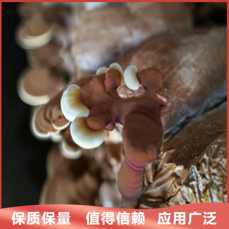 灵芝孢子粉什么价格