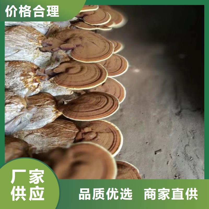 孢子灵芝大型厂家直销