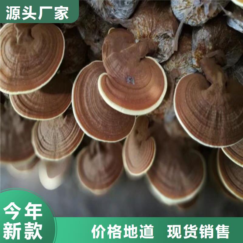 灵芝菌种价格