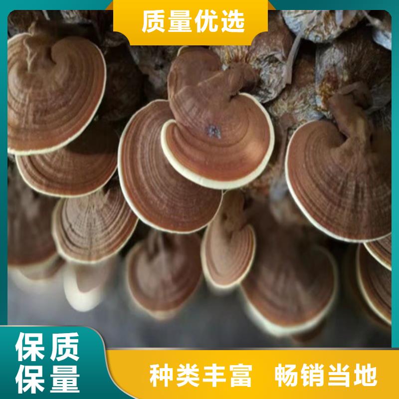 灵芝粉在线咨询