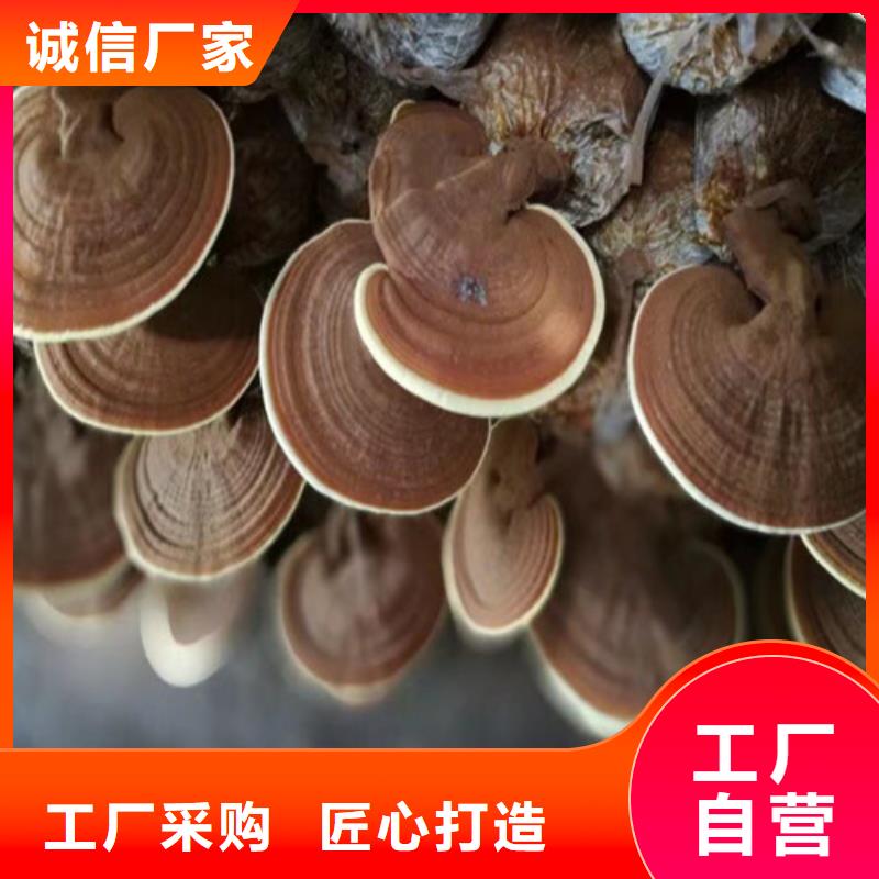 灵芝是什么味道