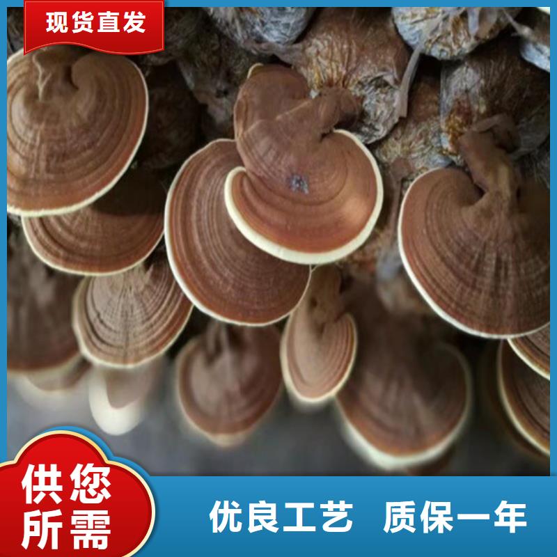 屯昌县灵芝菌种择优