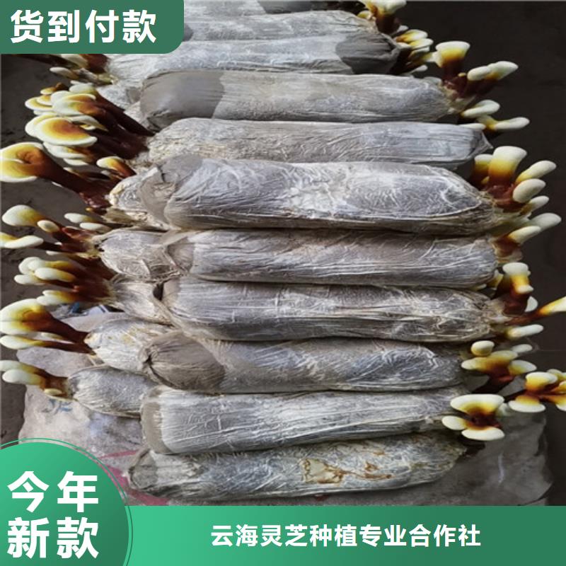 灵芝菌种的好处