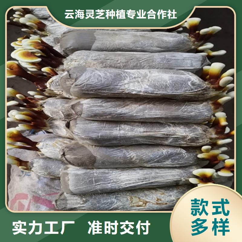 灵芝粉怎么卖