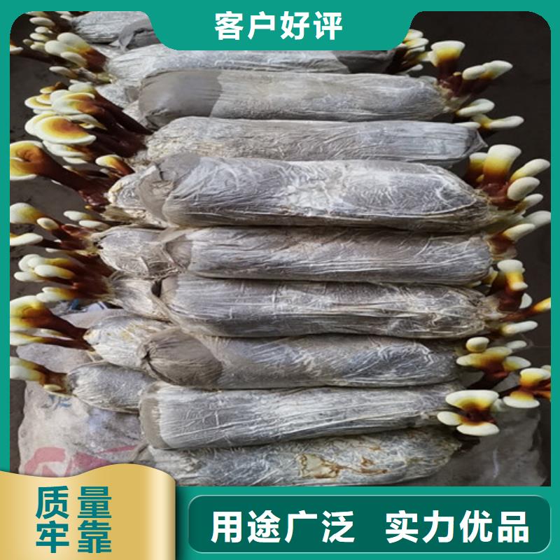 破壁灵芝孢子粉怎么吃