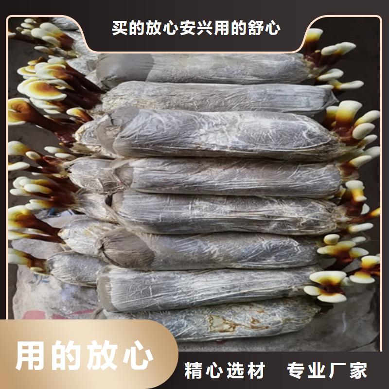 
灵芝粉如何选择