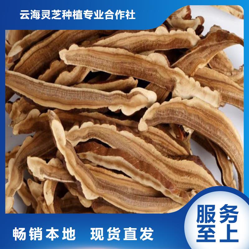 灵芝菌种厂家供应