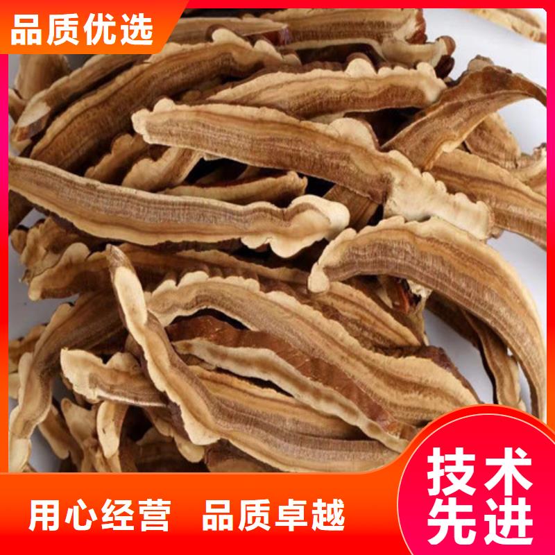 高品质
孢子灵芝供应商