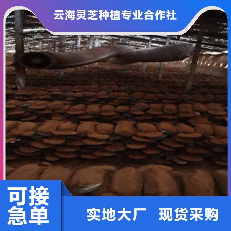 灵芝粉怎么卖