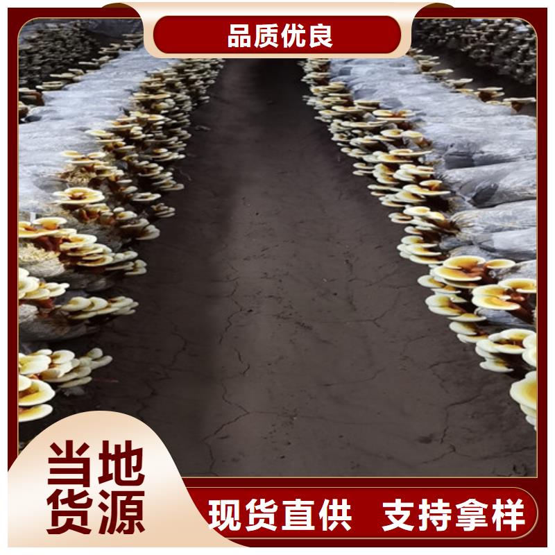 灵芝哪种好