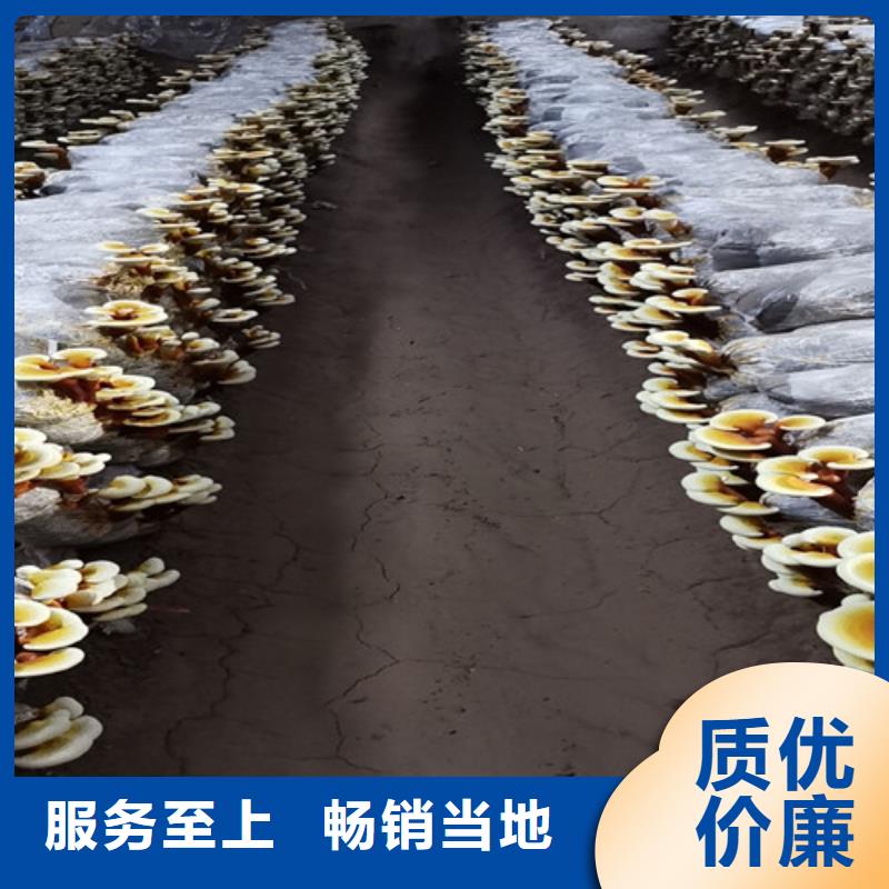 灵芝超微粉-品牌厂家