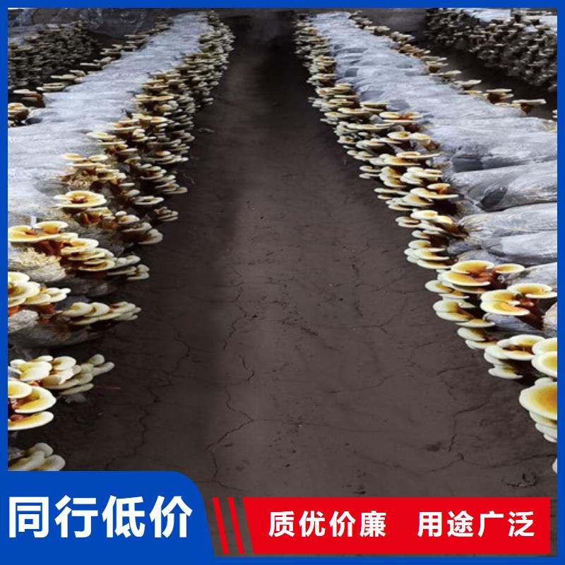 灵芝粉怎么卖