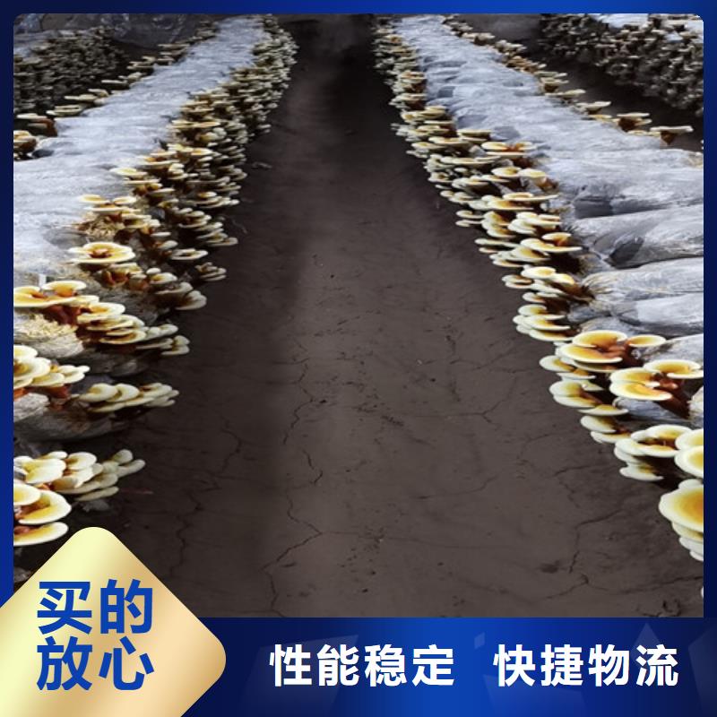 值得信赖的破壁灵芝孢子粉基地