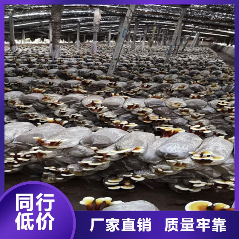灵芝菌种货源
