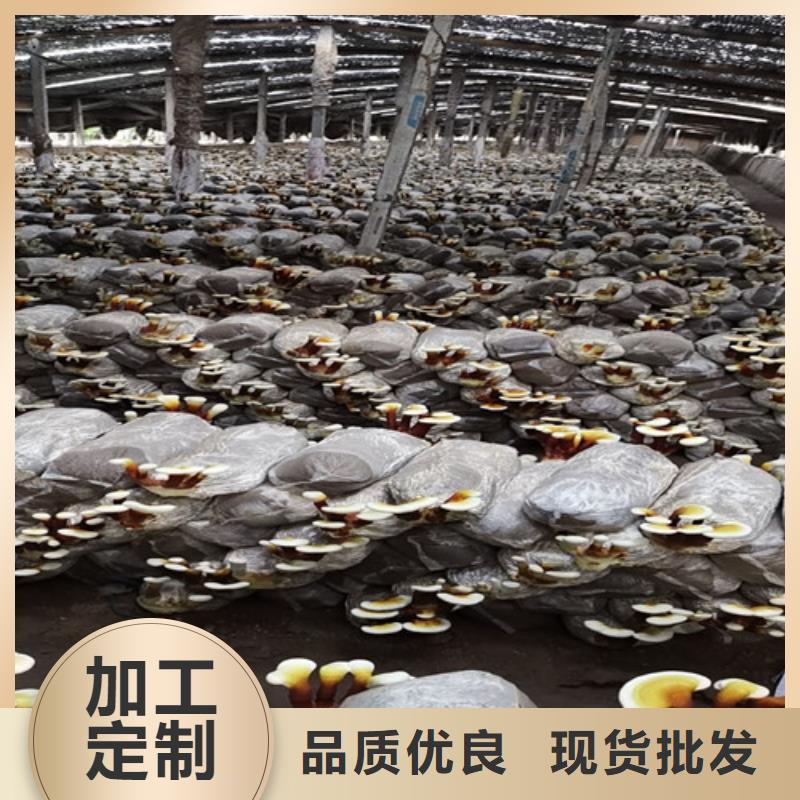 乐东县破壁灵芝孢子粉加工